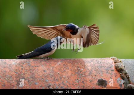 Eine Erwachsene Scheune Swallow (Hirundo rustica), die im Sommer ein Jungtier auf einem Dach in Suffolk, Großbritannien, füttert Stockfoto
