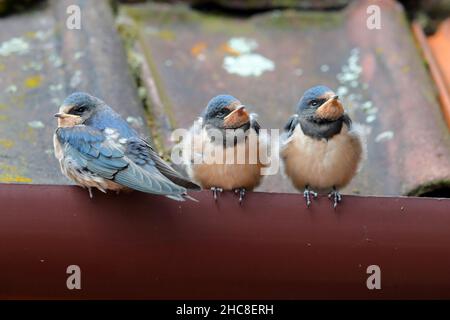 Drei vor kurzem flügge gebrannte Jungschwalben (Hirundo rustica), die auf dem Dach eines Hauses sitzen und darauf warten, gefüttert zu werden Stockfoto