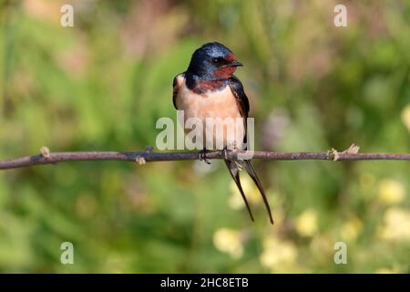 Eine ausgewachsene Scheune Schwalbe (Hirundo rustica), die im Frühjahr auf einem Ast auf der Wanderung durch die griechische Insel Lesvos thronte Stockfoto