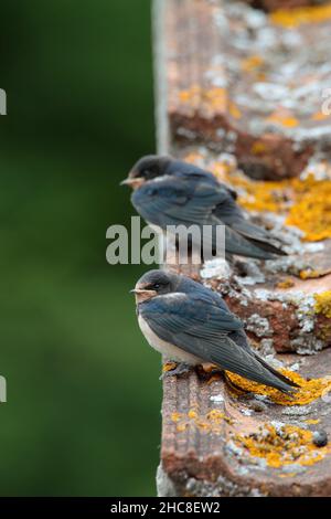 Zwei vor kurzem flügge gebrannte Jungschwalben (Hirundo rustica), die auf dem Dach eines Hauses sitzen und darauf warten, gefüttert zu werden Stockfoto