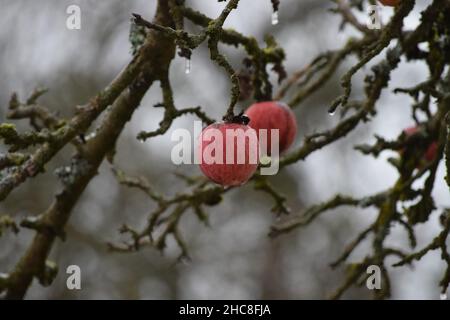 Schöner roter Apfel im eisigen Regen Stockfoto