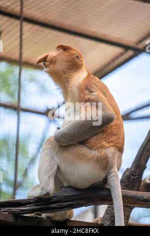 Vertikale Aufnahme eines Proboscis-Affen oder langnasigen Affen Stockfoto