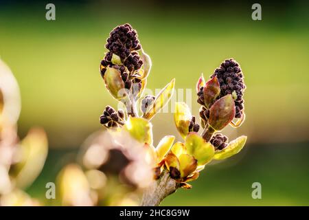 Die Knospen des Flieders blühen in einem Garten Stockfoto