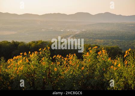 Mexikanische Sonnenblume mit Sonnenuntergang auf dem Berg. Nahaufnahme von Tree Marigold oder im Mae moh, Lampang, Thailand. Wunderschöne Landschaft. Stockfoto