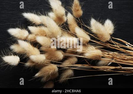 Lagurus ovatus, allgemein Hasenschwanz, Hasenschwanz-Gras oder Hasenschwanz genannt, ist ein klumpenbildendes jährliches und zahlreiche kurze, ovale hellbraune Blütenköpfe Stockfoto