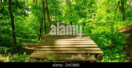 Fußgängerbrücke über die dichten Dickichte. Weg durch einen grünen Sommerwald hinauf. Holzsteg, Pfad in dichtem Grün. Baumdickichte. Rückgr Stockfoto