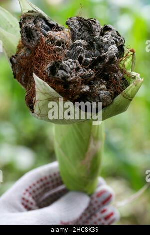 Blasenschmierungen manifestieren sich in Form von pathologischen Neoplasmen galls usarium moniliforme Synonym von F. verticillioides. Fusarium auf dem Cob ist die häufigste Erkrankung an den Ohren. Stockfoto