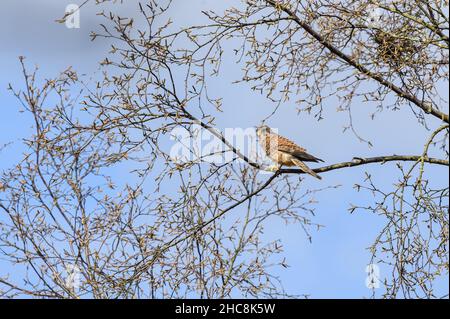 Kestrel, Headley Heath, Surrey - National Trust Site Stockfoto