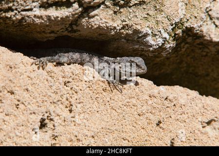 Mit Agama Lizard, (Stellagama stellio), Insel Zypern, östliches Mittelmeer Stockfoto