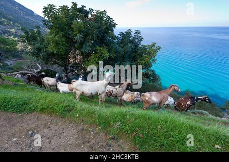 Hausziegen, Herde auf der Halbinsel Akamas, Insel Zypern, östliches Mittelmeer Stockfoto