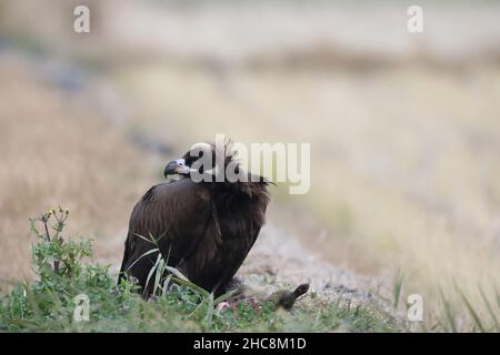 Aegypius monachus in Japan Stockfoto