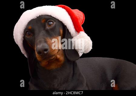 Dackel Hund trägt santa Hut isoliert auf dem schwarzen Hintergrund Stockfoto