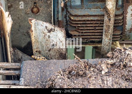 Varanus Salvator versteckt sich in einer Ecke einer alten Maschine Stockfoto
