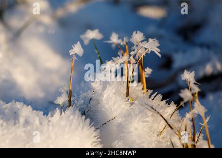 Auf den Pflanzen haben sich große Eiskristalle gebildet Stockfoto