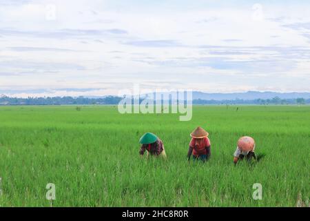 Drei Bauern Pflanzen Paddy in den Reisfeldern während des sonnigen Morgens Stockfoto