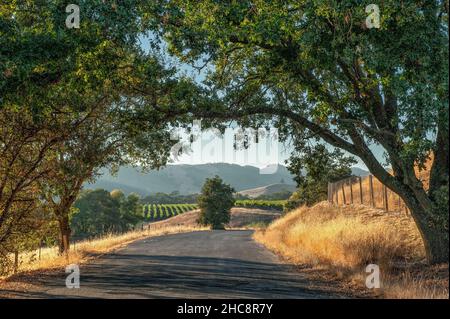 Sonoma Weinland zur Erntezeit in Californai, USA Stockfoto