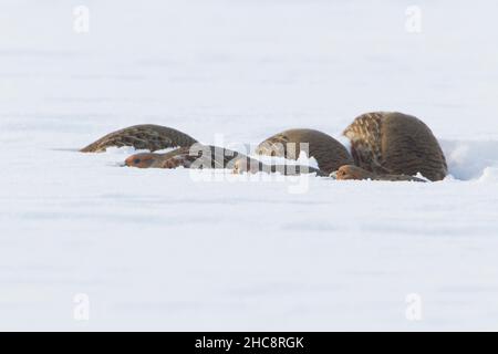 Graues Rebhuhn, (Perdix perdix), covey, abgekuchtet, im Schnee geschützt, Im Winter, Niedersachsen, Deutschland Stockfoto