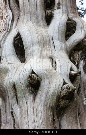 Schwarzkiefer, (Pinus nigra subsp. Pallasiana) alter Baumstamm, im Troodos-Gebirge, endemisch auf Zypern, östliches Mittelmeer Stockfoto