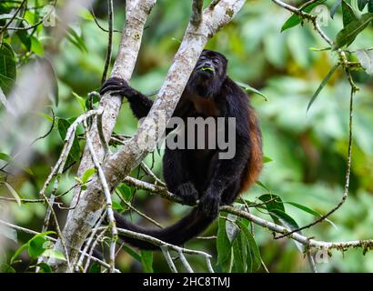 Ein wilder, goldgelbter Howler-Affe (Alouatta palliata palliata), der auf einem Baum auf Nahrungssuche ist. Costa Rica. Stockfoto