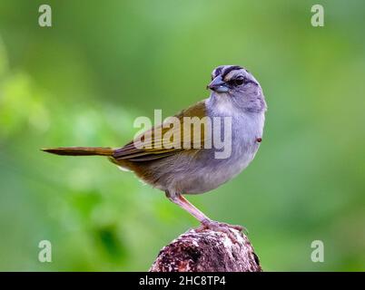 Ein Schwarzgestreifter Sperling (Arremonops conirostris), der auf einem Felsen thront. Costa Rica. Stockfoto