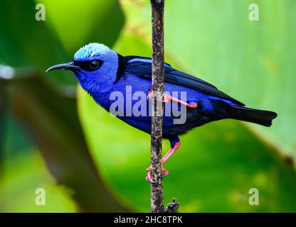 Ein männlicher Rotbeiniger Honigkriecher (Cyanerpes cyaneus), der auf einem Ast thront. Costa Rica. Stockfoto