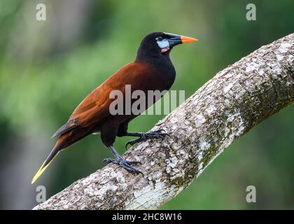 Eine Montezuma Oropendola (Psarocolius montezuma), die auf einem Baum thront. Costa Rica. Stockfoto