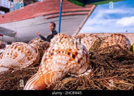 Nahaufnahme von natürlichen braunen Muschelschalen auf getrockneten Pflanzen am Hafen Stockfoto