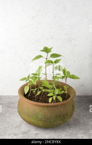 basilikum pflanzt Sämlinge in einem Tontopf, wächst gesundes kulinarisches Kraut, Home-Gardening-Konzept mit Kopieplatz Stockfoto