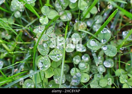 Nahaufnahme einer Kleeblatt- oder Trefoil-Pflanze mit grünen Blättern, die mit Regentropfen bedeckt sind Stockfoto