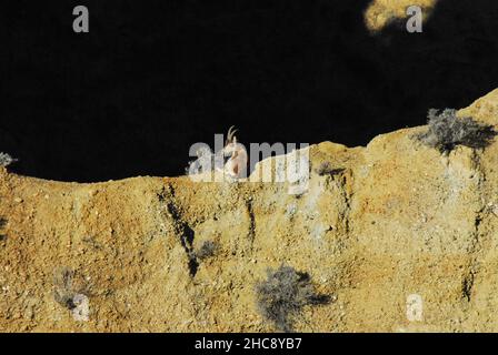 Nahaufnahme eines wilden Steinbockes, der prekär am Rand eines hohen Bergabgrunds vor einem dunklen Schatten in den Bergen der spanischen Sierra Nevada liegt. Stockfoto