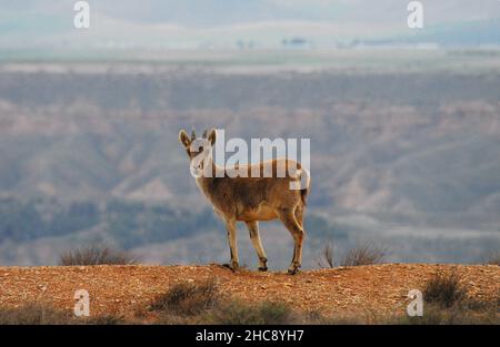 Nahaufnahme eines niedlichen jungen Iberischen Steinbockes, der sich darauf vorbereitet, von einer Klippe in das extreme Gelände darunter zu springen. Gedreht in den Bergen der Sierra Nevada in Spanien. Stockfoto