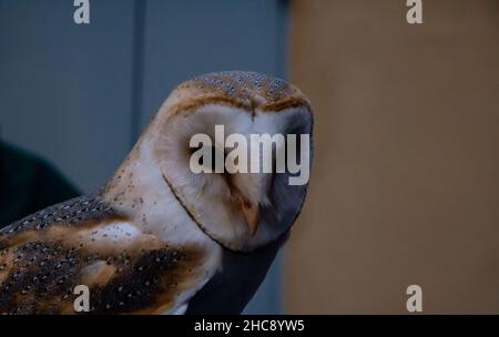 Portrait kleine Hausscheune Eule beim Blick auf die Kamera Stockfoto