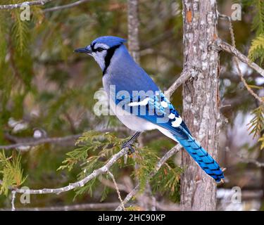 Blue Jay close-up auf einem Zedernzweig mit einem verschwommenen Waldhintergrund in der Waldumgebung und Lebensraum Umgebung mit blauen Federn pl thront Stockfoto