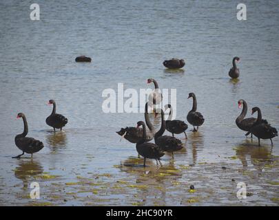 Nahaufnahme eines Schwarzes Schwäne, die sich auf einer Schlammflamme auf der Halbinsel Otago auf der Südinsel Neuseelands ernähren. Stockfoto