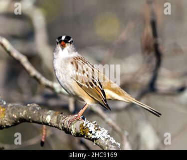 Der weißgekrönte Sperling thront auf einem Baum mit unscharfem Hintergrund in seiner Umgebung und Umgebung und zeigt ein braunes Federgefieder. Stockfoto