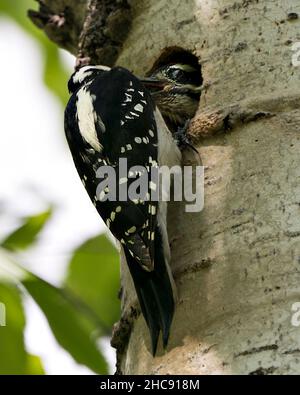 Specht thronte und fütterte Babyvögel in seinem Nesthaus und genoss ihre Umgebung und ihren Lebensraum. Bild. Bild. Hochformat. Foto. Stockfoto