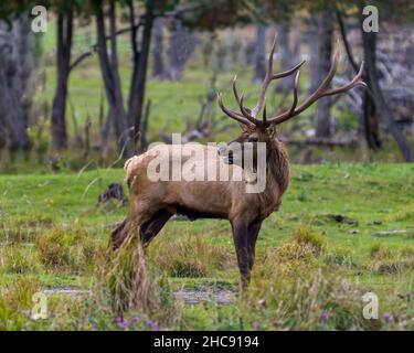 Elchbulle Männchen, der auf dem Feld mit einem verschwommenen Waldhintergrund in seiner Umgebung und Umgebung läuft und Geweihe und braunes Fell zeigt. Stockfoto