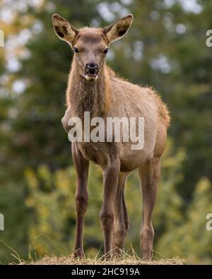 Nahaufnahme eines Elchs mit jungen Tieren und Blick auf die Kamera mit unscharfem Hintergrund in der Umgebung und Umgebung des Lebensraums. Stockfoto