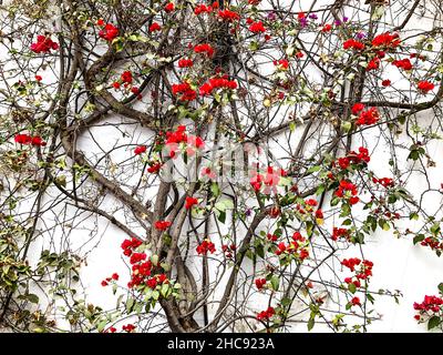 Kriechere Pflanze an der weißen Wand mit roten Blüten und grünen Blättern Stockfoto