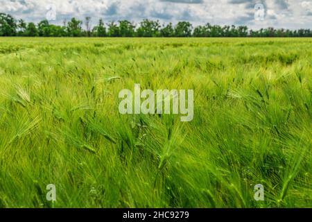Landwirtschaftlichen Bereich auf dem wachsen unreifen jungen Getreide, Weizen. Blauer Himmel mit Wolken im Hintergrund Stockfoto