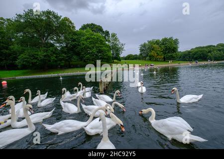 Leeds, Vereinigtes Königreich - 14. August 2021: Menschen im Hintergrund, Schwäne und andere Wasservögel am Waterloo Lake, Roundhay Park Stockfoto