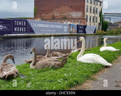 Leeds, Großbritannien - 18. August 2021: Schwäne entspannen sich in der städtischen Umgebung des Ufers eines Kanals des Flusses Aire in Leeds in der Nähe des Bahnhofs. Stockfoto