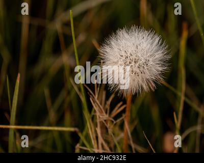 Morning Dew hält sich am dicken weißen Dandelion im Yellowstone Field fest Stockfoto