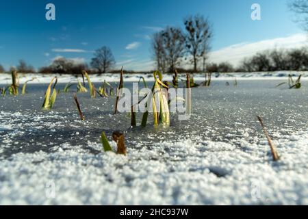 Gräser in einem gefrorenen Teich, Bäume am Horizont, Nowiny, Polen Stockfoto