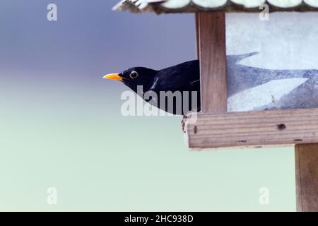 Amsel, (Turdus merula), Männchen in der Futterstation sitzend, mit einigen weißen Federn, Winter, Niedersachsen, Deutschland Stockfoto