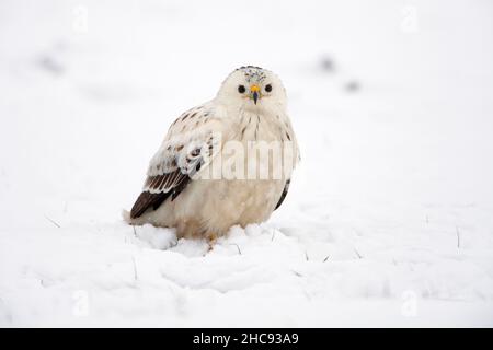 Gemeiner Bussard, (Buteo buteo), mit weißem Gefieder, sitzend auf schneebedecktem Feld, im Winter, Niedersachsen, Deutschland Stockfoto