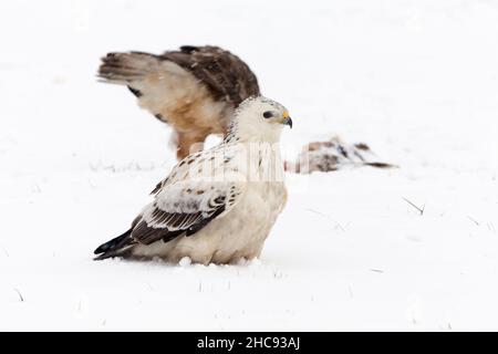 Gemeiner Bussard, (Buteo buteo), mit weißem Gefieder, Aas füttern, im Winter, Niedersachsen, Deutschland Stockfoto