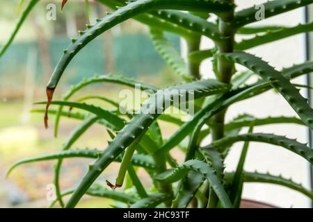 Viele grüne Aloe-Blätter blühen am Fenster Stockfoto