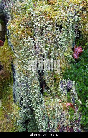 Flechten und Moos, kolonisiert auf faulen Baumstumpf, Niedersachsen, Deutschland Stockfoto