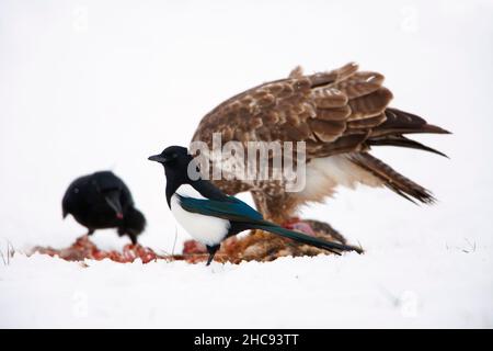 Elster, (Pica pica), gemeiner Buzzard, (Buteo buteo) und Carrion Crow, (Corvus corone), Fütterung von Aas im Winter, Niedersachsen, Deutschland Stockfoto